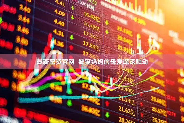 最新配资官网  被猫妈妈的母爱深深触动